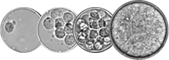 Single-Cell Spheroid Cultivation